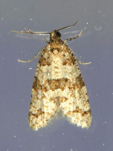 Isotrias sp.